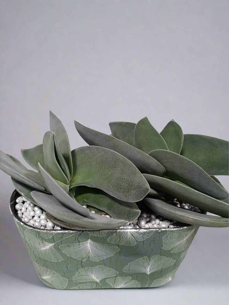 Crassula boomerang con vaso