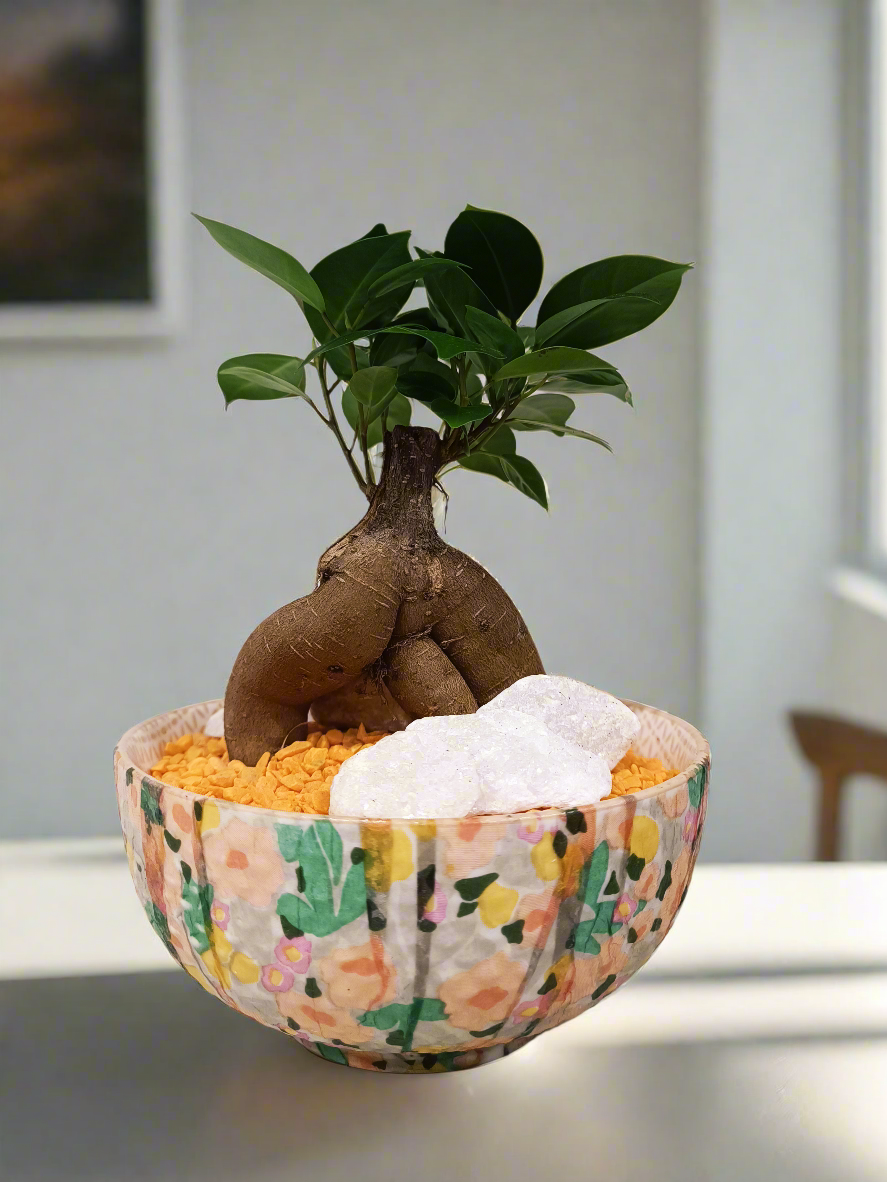 Mini Bonsai con vaso