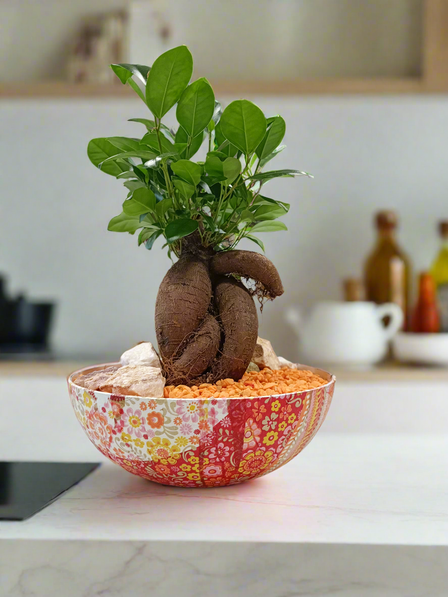 Ficus bonsai con vaso