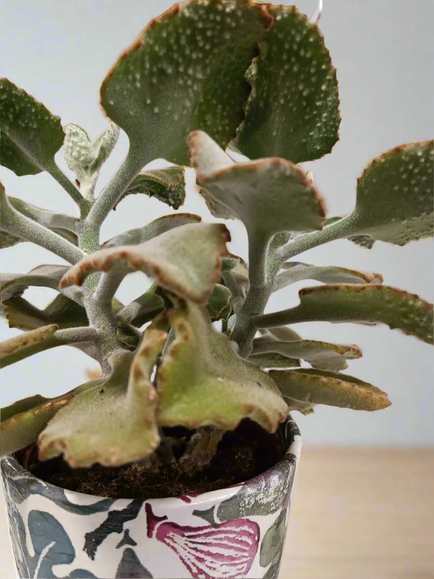 Kalanchoe beharensis 'Fang' con vaso