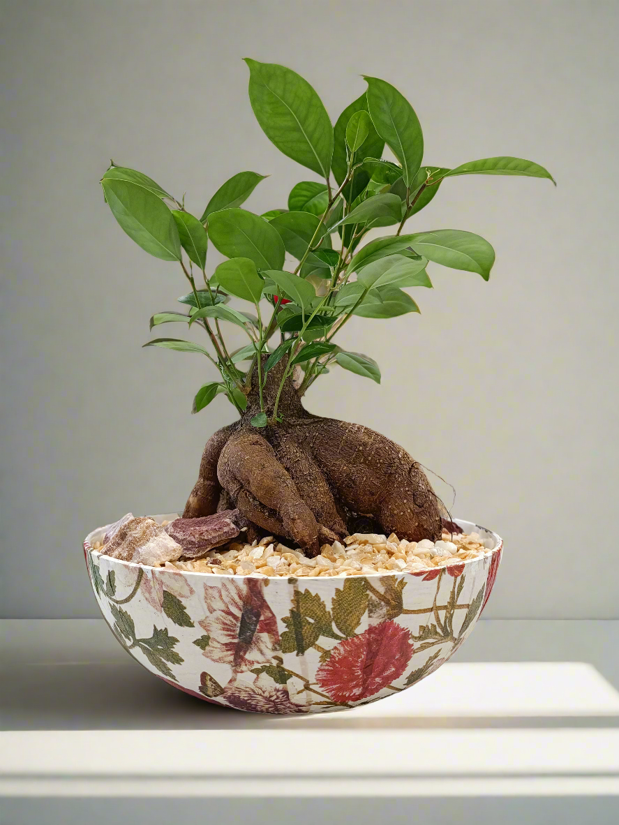 Ficus bonsai con vaso