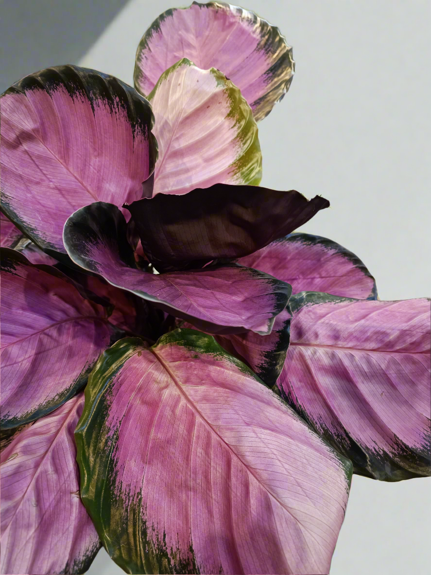 Calathea roseopicta 'Crimson'