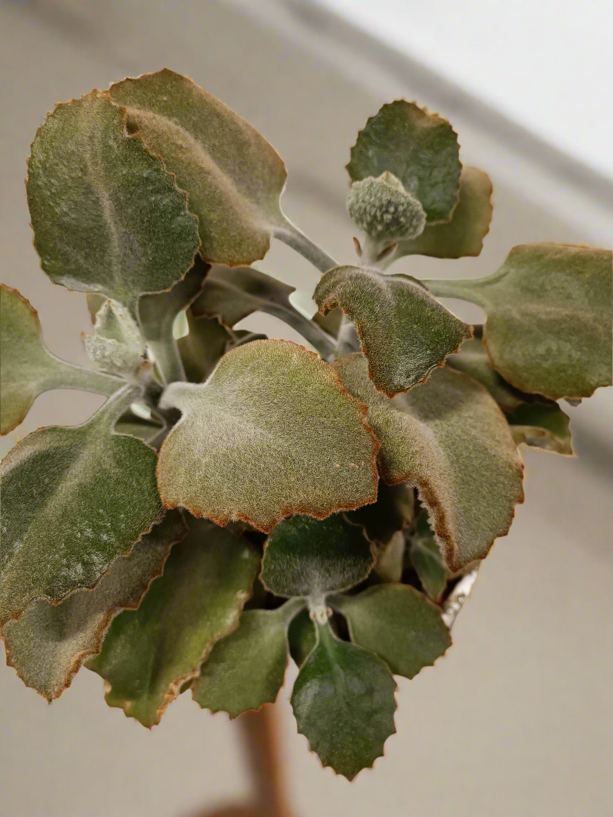 Kalanchoe beharensis 'Fang' con vaso