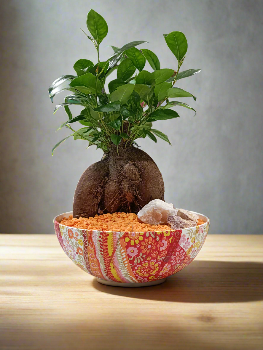 Ficus bonsai con vaso