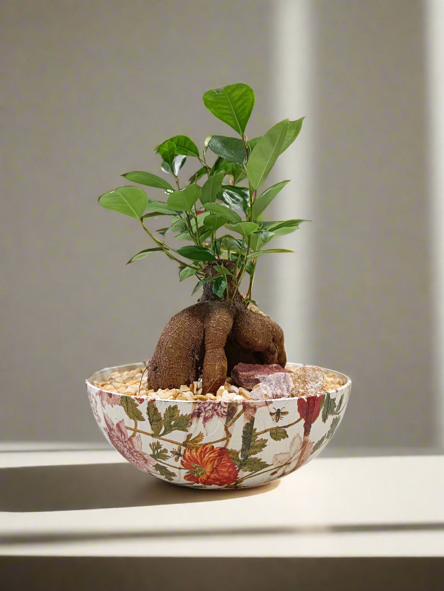 Ficus bonsai con vaso