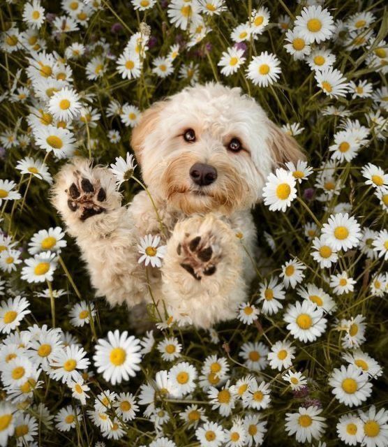 Cartolina Bau 🏵️