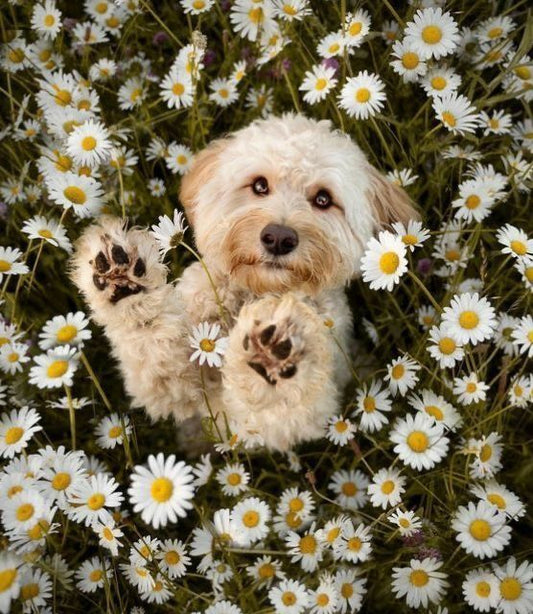 Cartolina Bau 🏵️