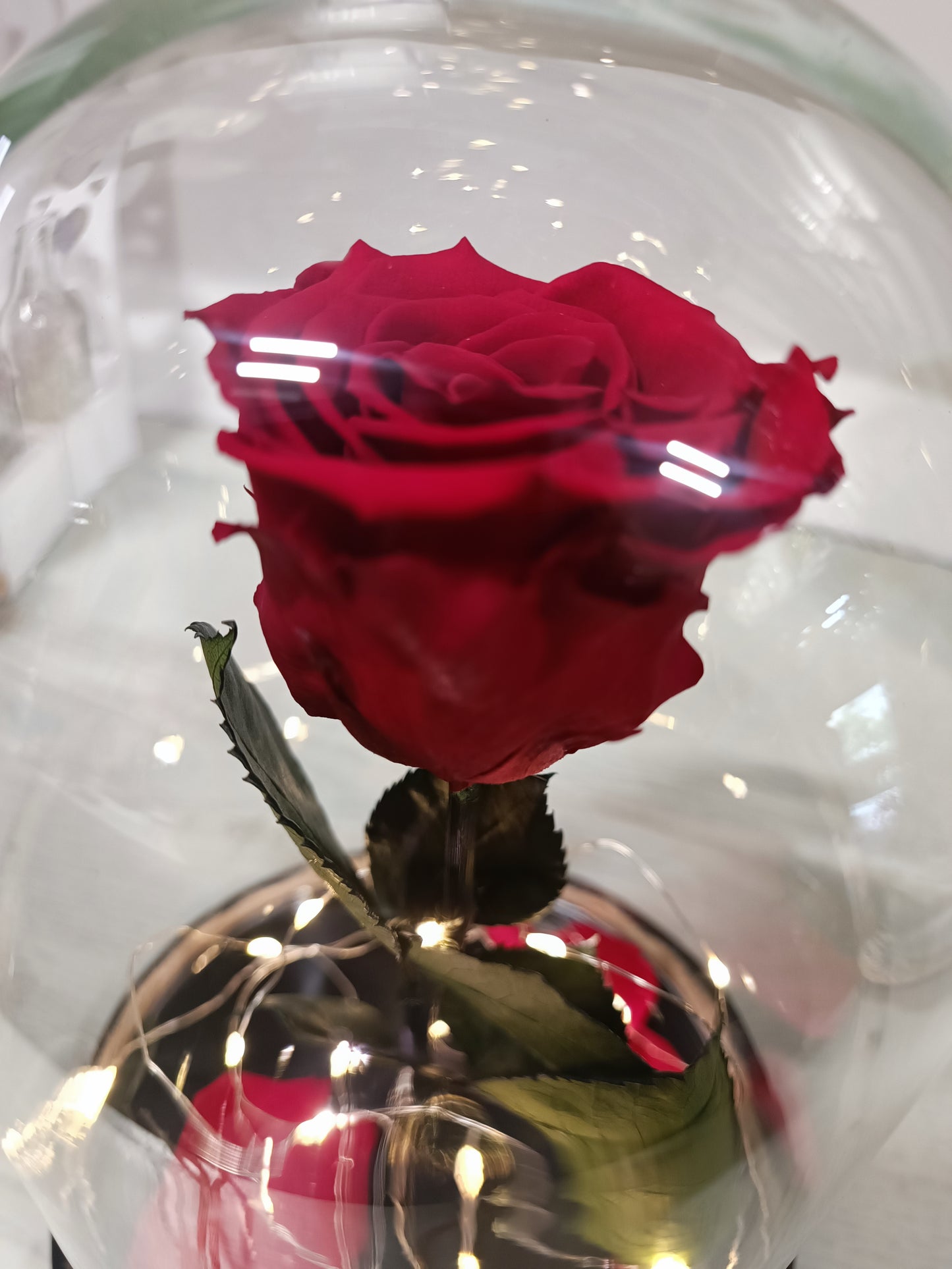 Cupola di vetro con rosa stabilizzata